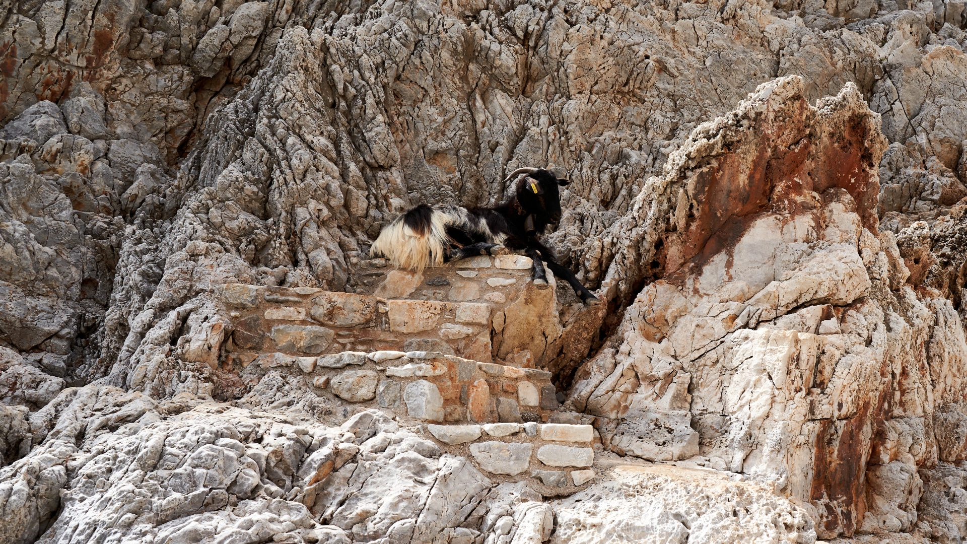 a goat at Seitan Limania Beach