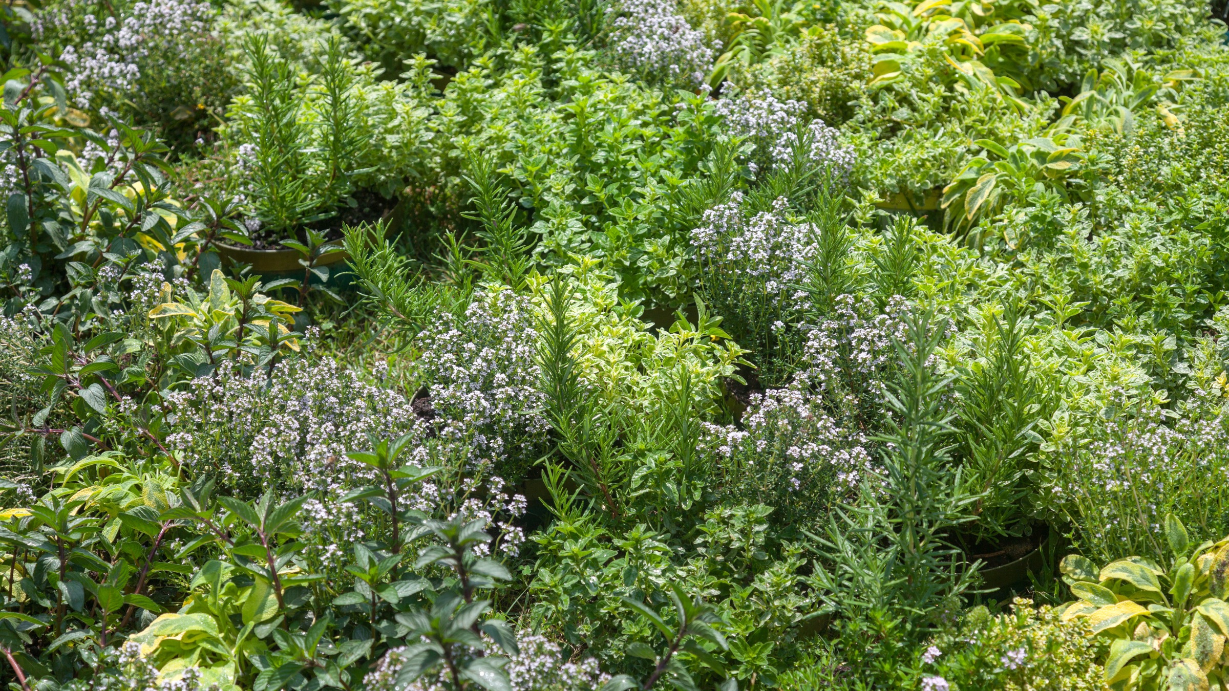 herbs at the Botanical Park of Crete