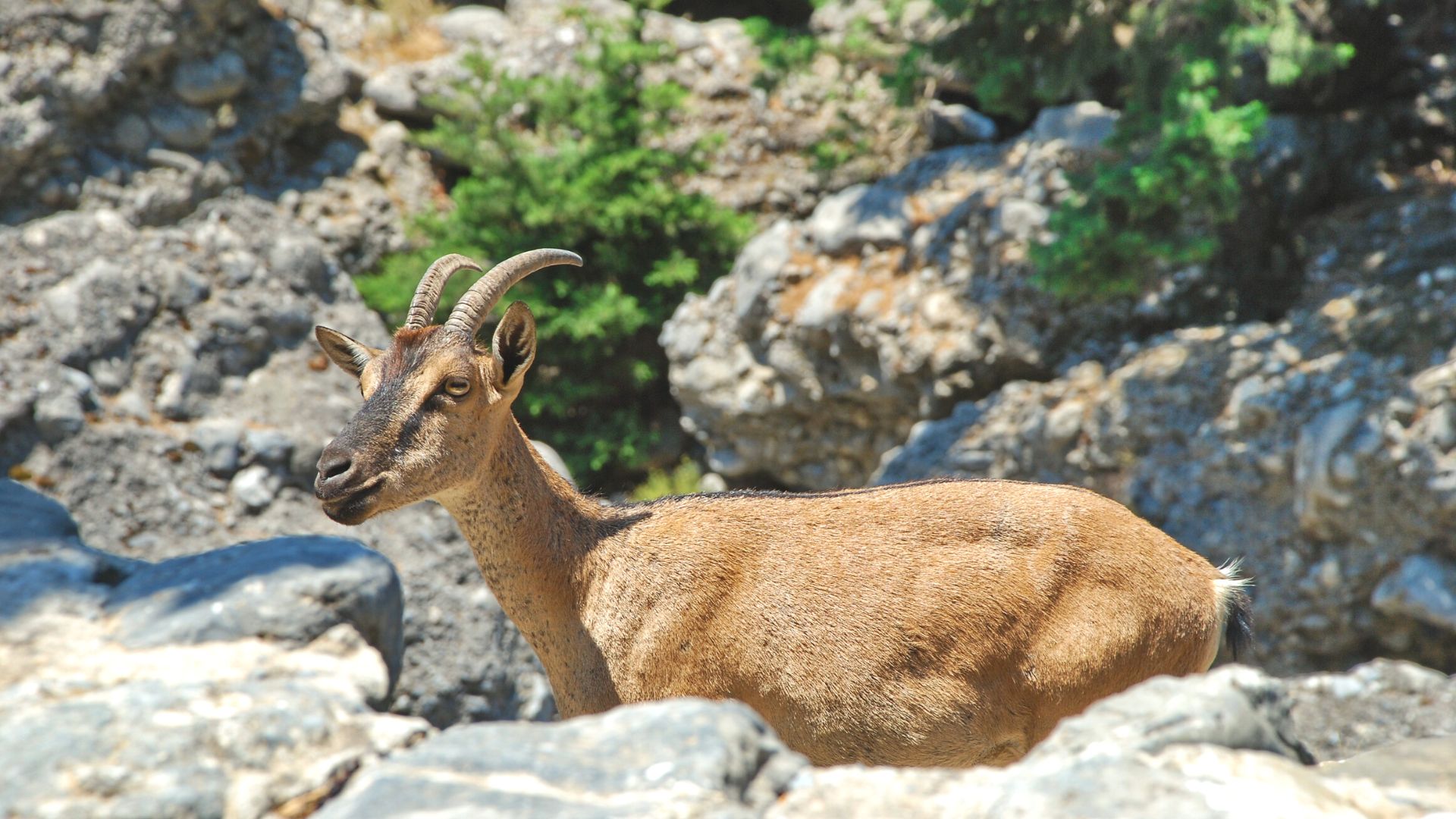 Cretan goat, Kri Kri 