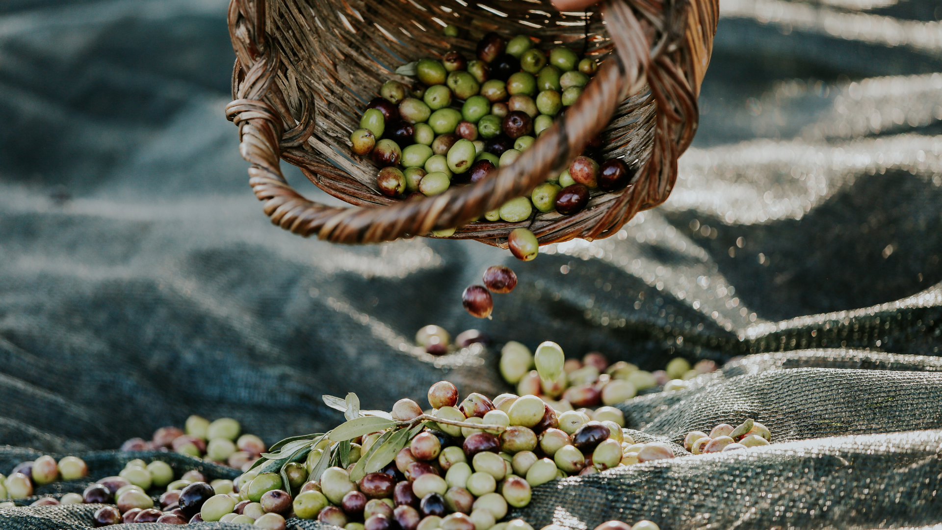 Olive harvest season in Crete